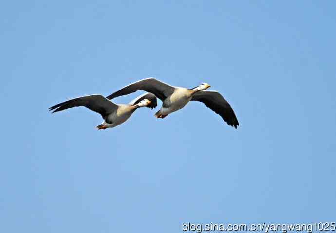 斑头雁（抓拍）13