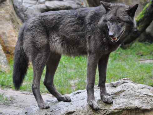 犬科:犬亚科犬属之郊狼、红狼 犬科:犬亚科犬属之郊狼、红狼