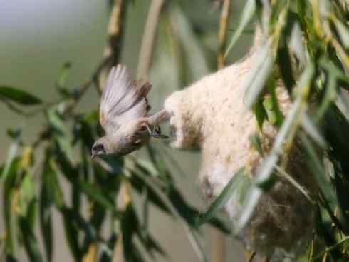 十大鸟类建筑师之二（织布鸟、维达雀）