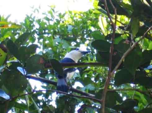 奇特的盔：盔鵙