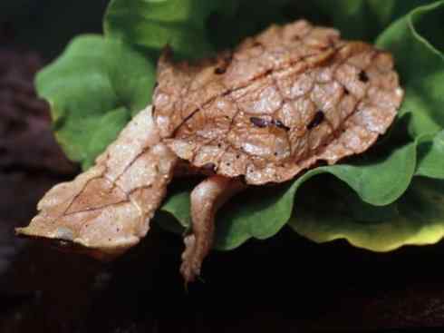 玄武：传说的兽原型探秘（玛塔龟）