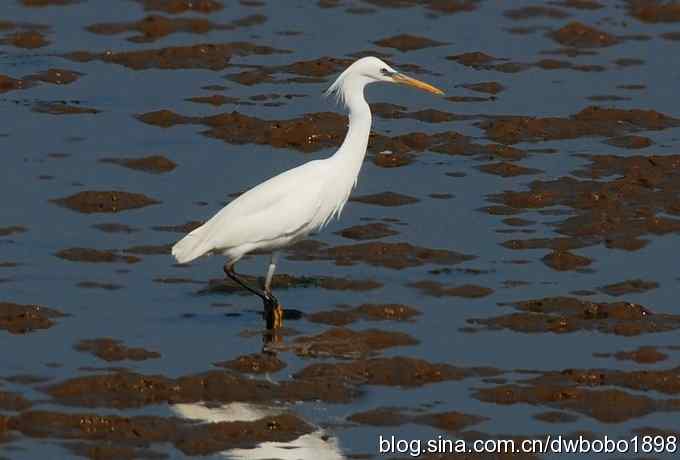 偶遇濒危珍禽-唐白鹭