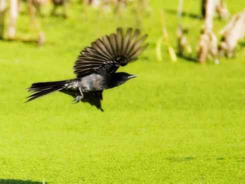 雀鸟也彪悍：黑侠（黑卷尾）