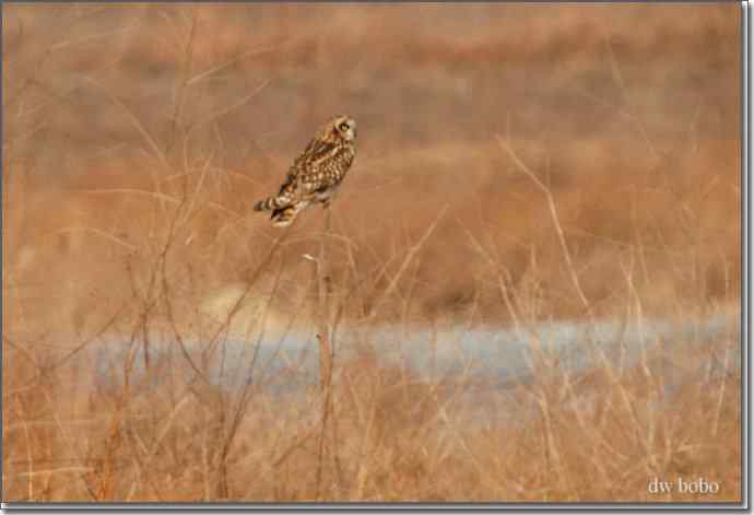 野鸭湖猛禽-红隼、短耳鸮、毛脚鵟 野鸭湖猛禽-红隼、短耳鸮、毛脚鵟