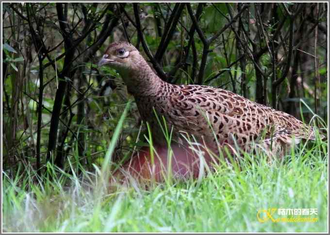 “打”到一只“鸡”【照片】