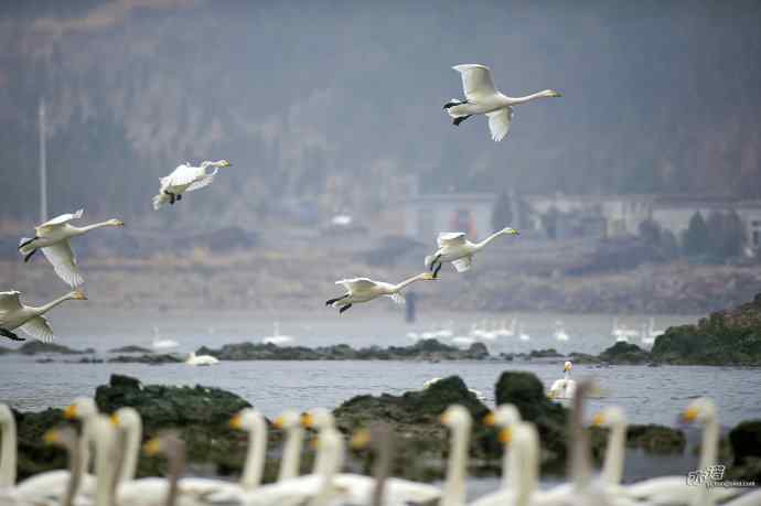 烟墩角&nbsp;wbr路&nbsp;wbr再次与大天鹅亲密相处