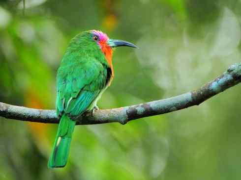 绝色攀禽:佛法僧目之蜂虎 绝色攀禽:佛法僧目之蜂虎