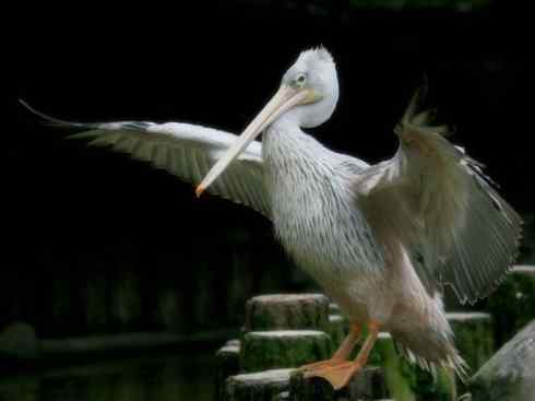 猎奇：奇特的鸟喙之十