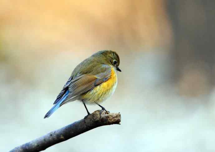 雌性红胁蓝尾鸲（17）