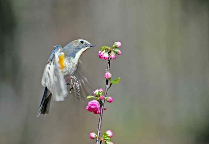 雄性红胁蓝尾鸲（10）