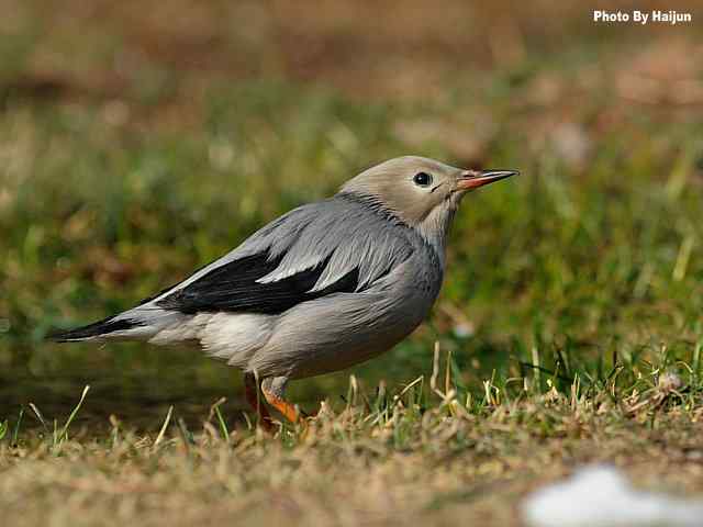 天坛公园的丝光椋鸟 天坛公园的丝光椋鸟
