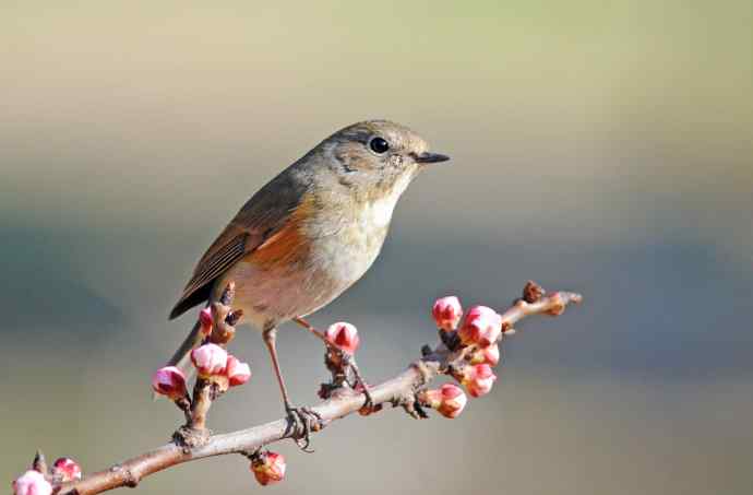 雌性红胁蓝尾鸲(42) 雌性红胁蓝尾鸲(42)