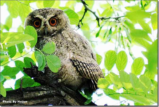 植物园de领角鸮