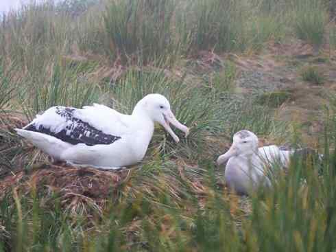鸟类之最：漂泊信天翁