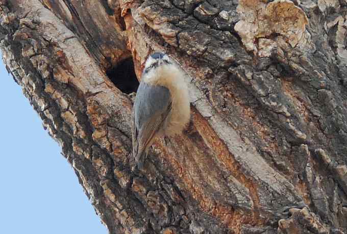 三只小鸟 wbr满园春色