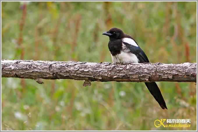 最后的夏天——剩鸟【照片】