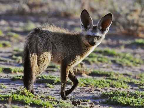 犬科：狐亚科之大耳狐