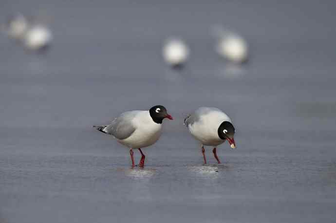 人类曾经遗失的鸥鸟---遗鸥