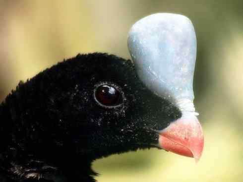 奇特的盔：盔凤冠雉