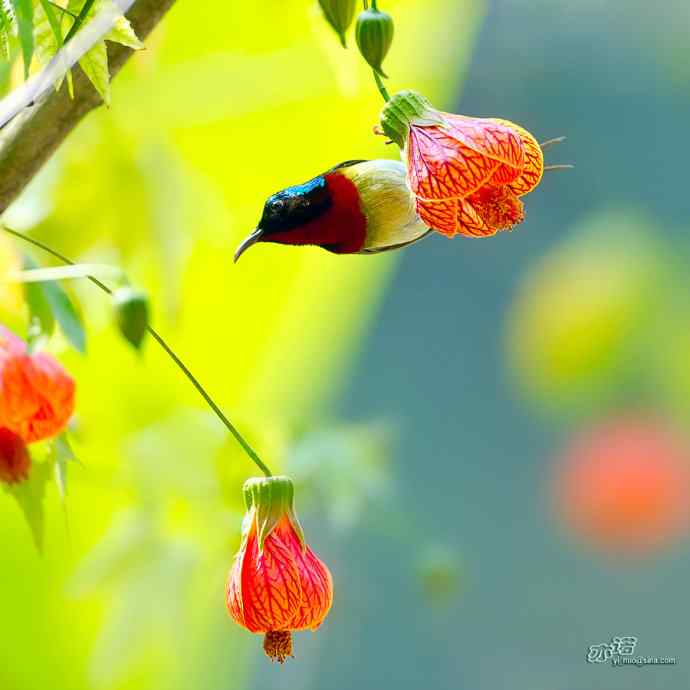 灯笼花上的叉尾太阳鸟