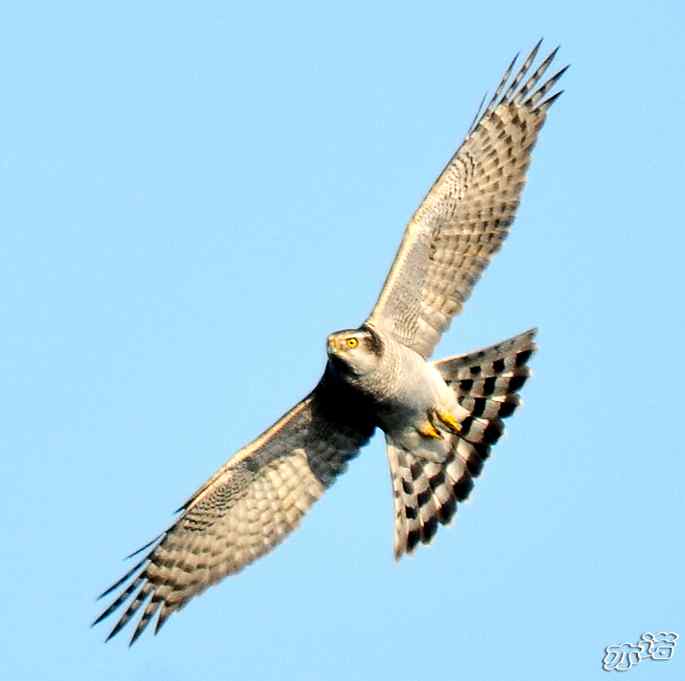 北京西山&nbsp;wbr路&nbsp;wbr苍鹰