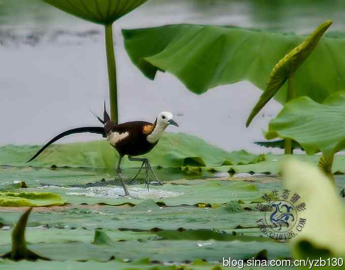 凌波仙子鈥斺斘业拿沃星槿耍ㄗ橥迹22张图片）