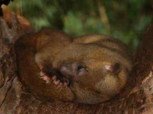 十大喜食蜂蜜动物：蜜熊