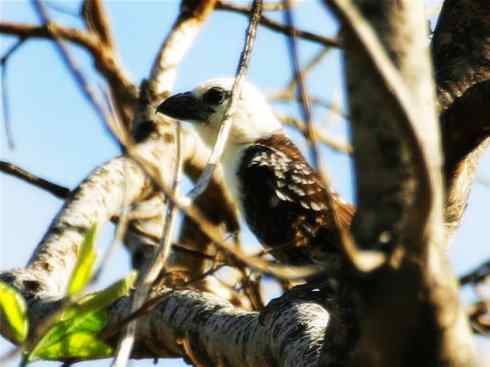 白头鸟系列：另类的美丽4