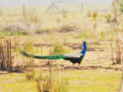凤凰：传说中的鸟原型探秘（孔雀）