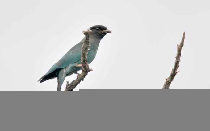 初识三宝鸟(组图) 初识三宝鸟(组图)