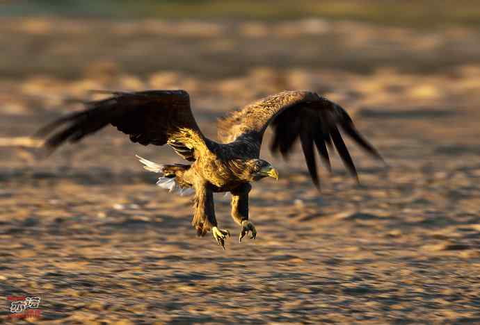 北戴河 wbr路 wbr白尾海雕 北戴河 wbr路 wbr白尾海雕