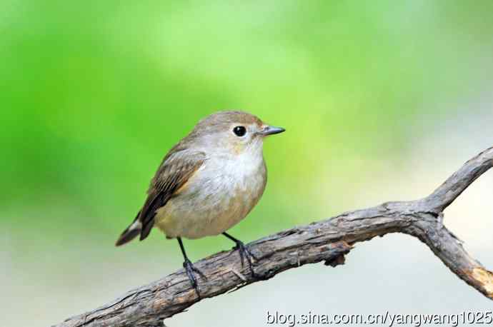 雌性红喉姬鹟（3）