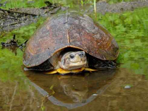 玄武：传说的兽原型探秘（潮龟）