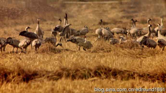 野外的珍禽丹顶鹤-穷人大炮及望远镜拍摄