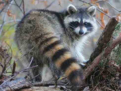 动物世界：山寨还是原创？