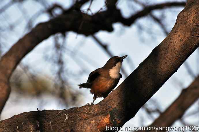 自然和谐的日坛公园（白喉噪鹛）