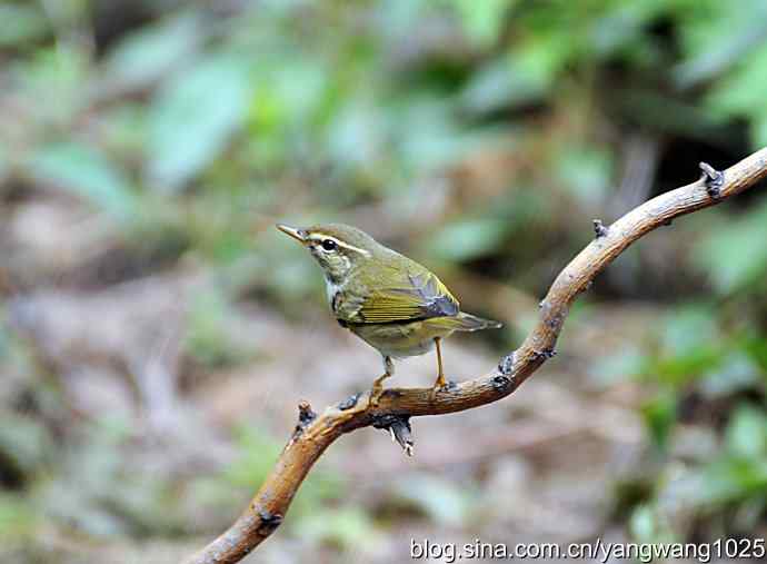 极北柳莺（枝头）2