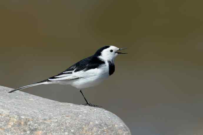 《白河湾的鸭子与十渡的白鹡鸰》