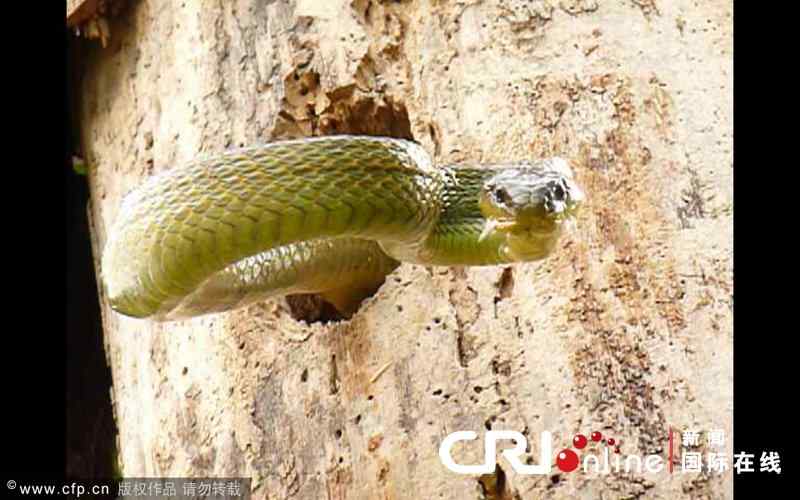 【视频】勇敢的啄木鸟 敢于和蛇战斗