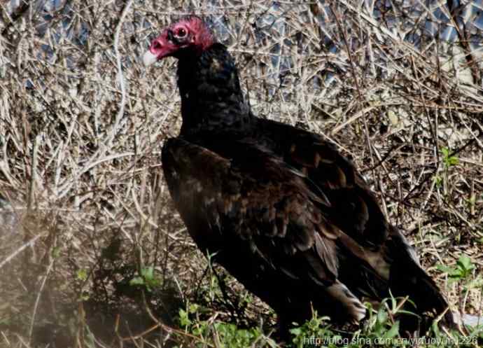 佛罗里达湖边 丑丑的红头美洲鹫