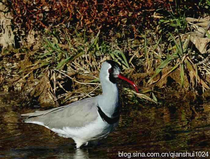 再遇鹮嘴.喜出望外