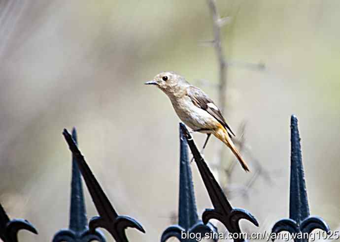 再拍北红尾鸲 再拍北红尾鸲
