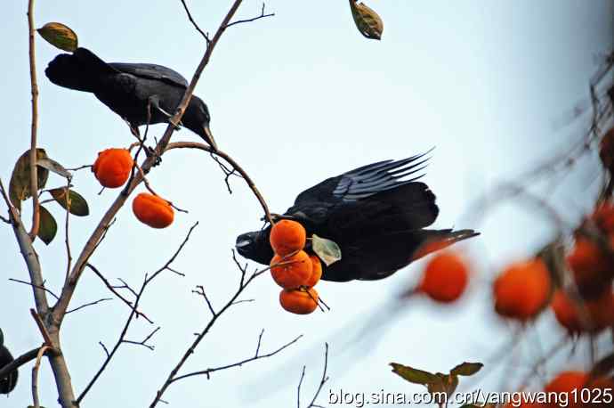 有福同享（记吃柿子的乌鸦）