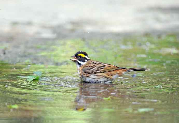 北京天坛公园的鸟类——黄眉鹀（7）