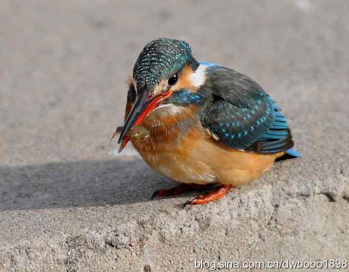 新年第一炮：小翠抓虾