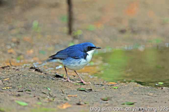 雄性蓝歌鸲（4）