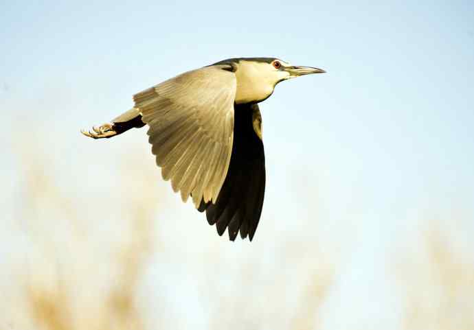 夜鹭(2011年4月) 夜鹭(2011年4月)