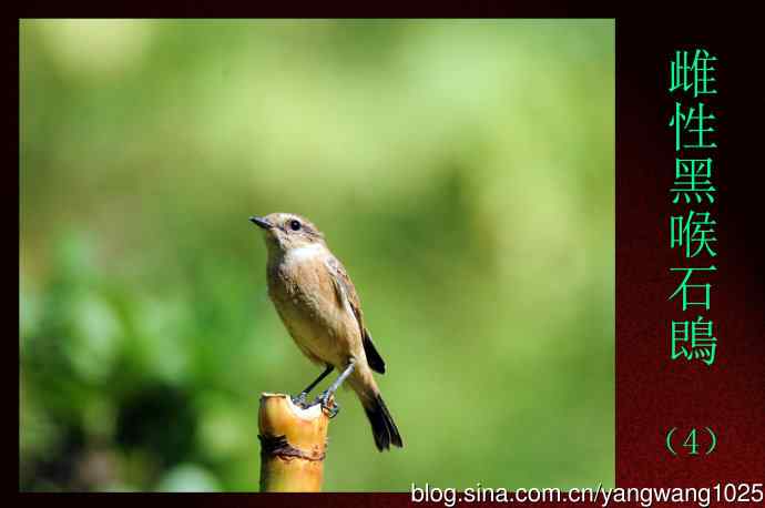 雌性黑喉石鵖（4）