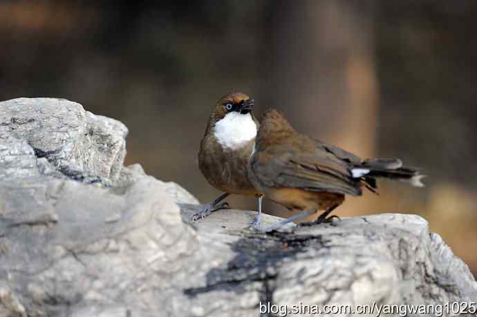 北京又现新品种(白喉噪鹛) wbr2