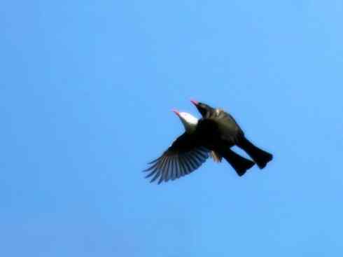 白头鸟系列:另类的美丽（黑短脚鹎）